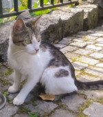 2019-07-08 Katze/Kater Svg+xml,%3Csvg%20xmlns%3D%22http%3A%2F%2Fwww.w3